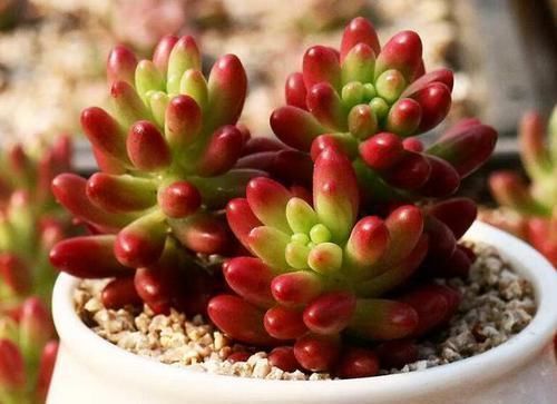 施肥|养多肉虹之玉,注意此4点,叶子红绿相间,像圣诞树和老人