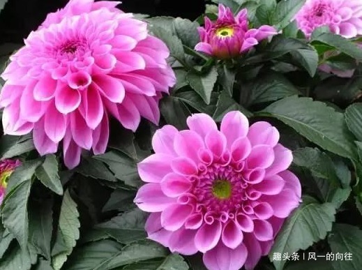 生命力顽强的三种植物,开花量巨大太容易爆满盆,好看又耐活