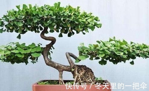 银杏树|家门口种上3棵树,聚气养人旺三代,富贵人家都种了