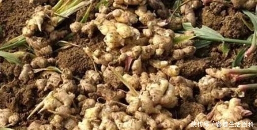 农村一种“土疙瘩”植物,不用担心滞销问题,如今价格还在上涨!