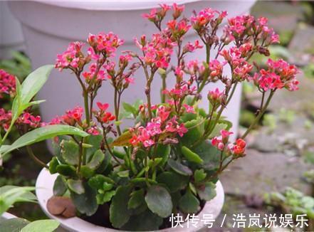 一条沟|“家家都有的营养液，给花卉滴10滴，叶子油光翠绿开花500朵