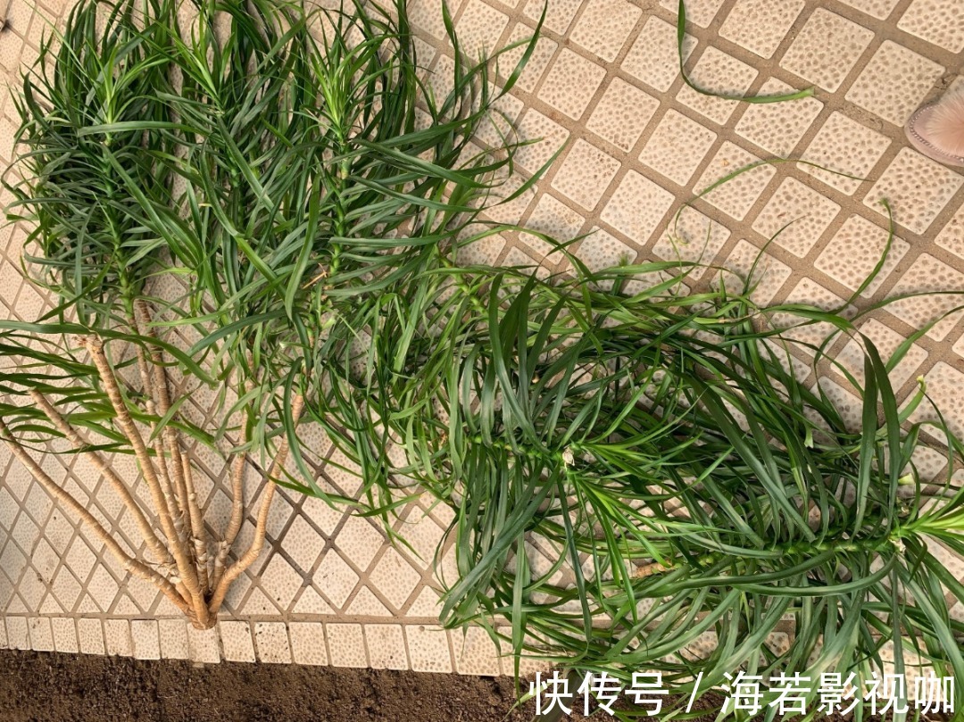 龟背竹|30年的芦荟，20年的龟背竹，硬生生把花养成了树！