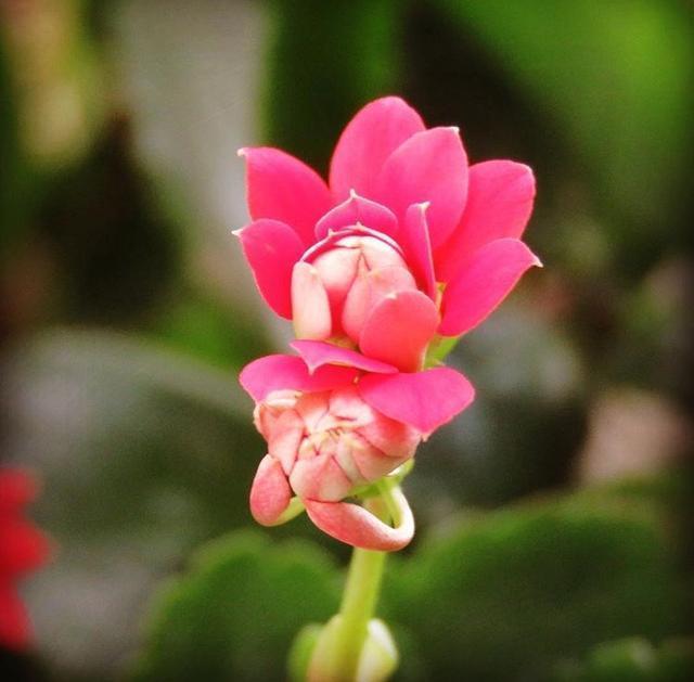 黄豆一处理,秒变万能肥,比淘米水还好用!