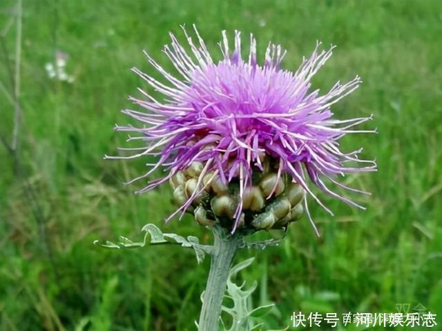 养花|路上遇这“三种花”马上挖回家,遇水易疯长,古代大户人家最爱养