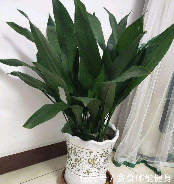 7种“耐阴花”，家中光照不足，照样生长茁壮，枝叶茂盛，长爆盆！