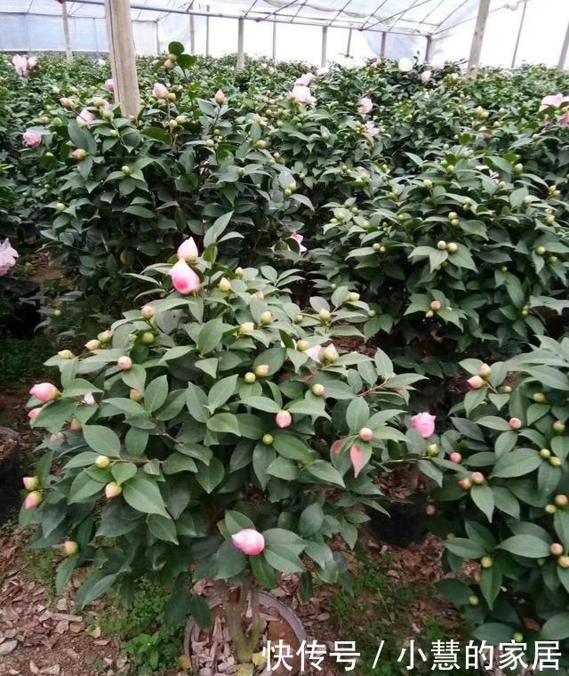 花市买茶花,回家一定要换土,“中间”有门道,不换土养不活