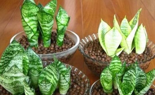 发财树|这“3种花”,“病菌”全都怕,养一盆在家,大人孩子少生病