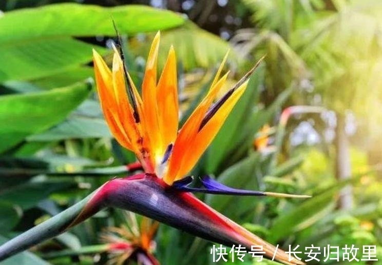 阳台养花,不妨养这4款植物,365天开花不断,随便一养就爆盆!