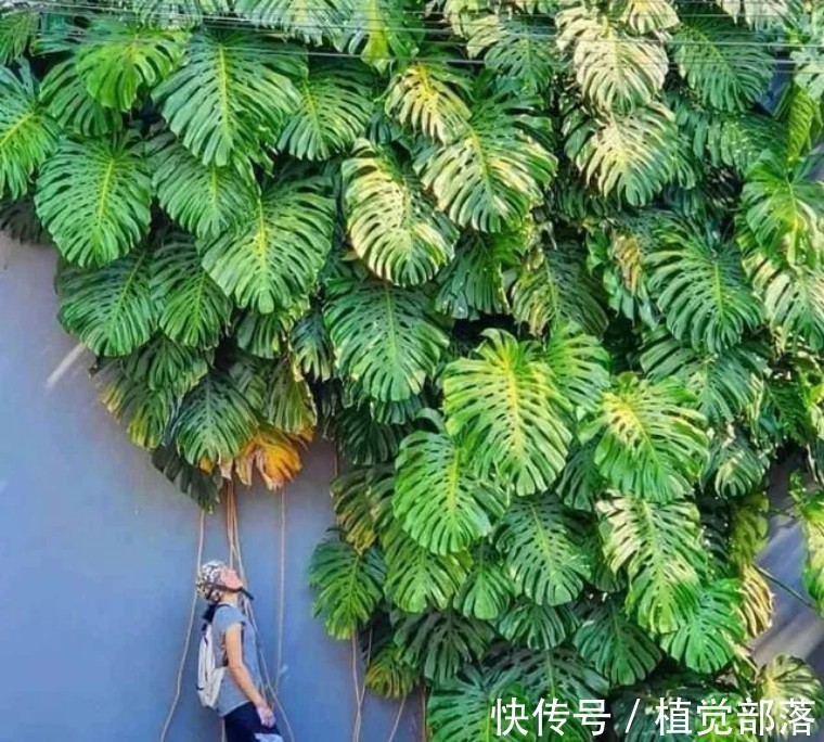 龟背竹叶子卷曲的原因与解决办法汇总