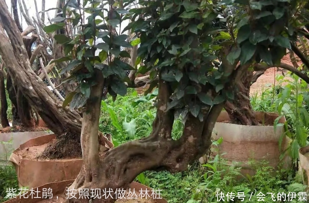 没有正确的取势,无法确定盆景造型,了解这3点,可选最佳造型