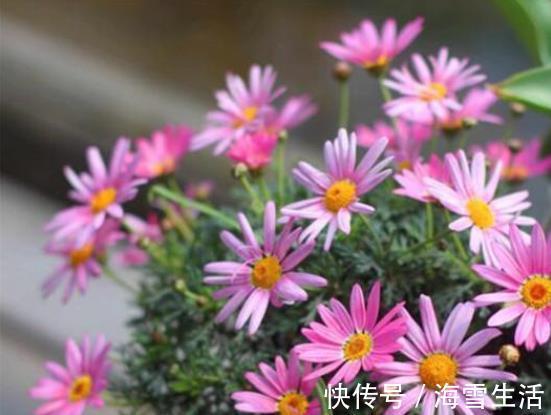 还在按天给花浇水?那你的花离死不远了