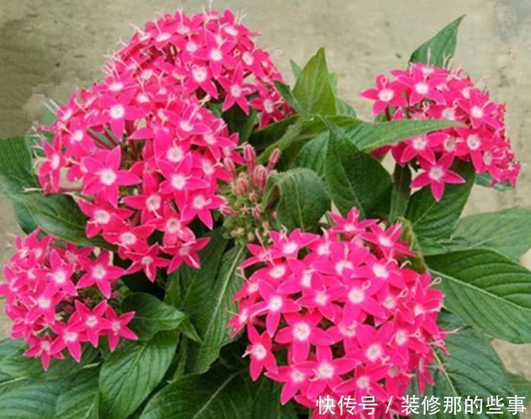 果汁|此花超漂亮，沾土就活，开花又大又艳，花形别致，散发芳香