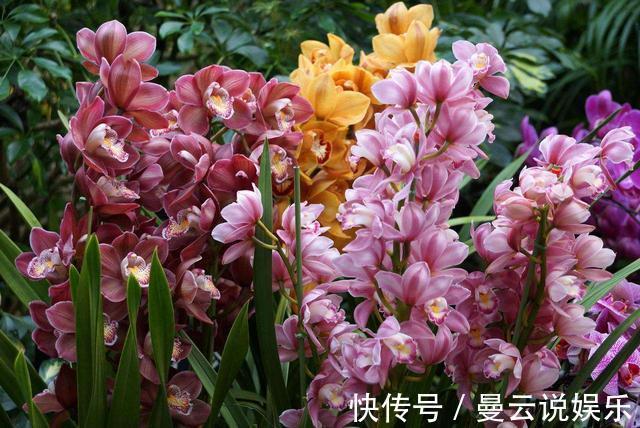 花友|花友滥用肥，兰花“吃不消”，盆栽施肥是个技术活，3点不得不学