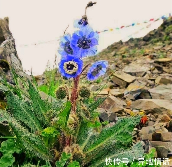 1种花，比“天山雪莲”还珍贵，遇见就是幸运