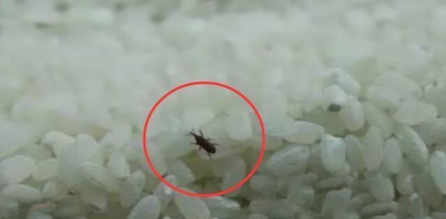 米放久了就生虫，那这些虫子是从哪来的难道是凭空出现的吗