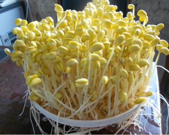 食材|吃饱了减肥也能行,4种“越吃越瘦”的食材,味道好还减肥