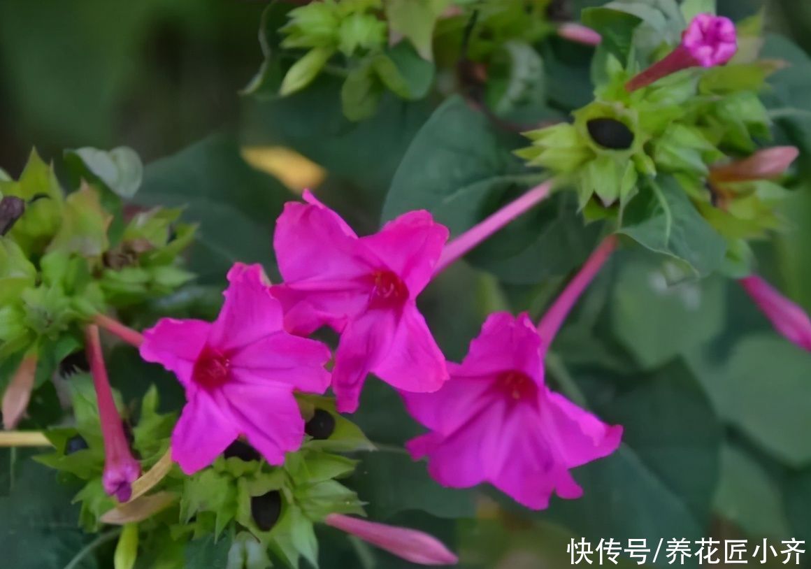 农村小院都爱种5种花，春撒几粒种，基本不需要打理，开花很漂亮