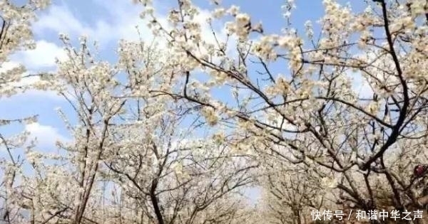 中年|春天的脚步近了，泸定的樱桃花开了，花期较短，速去！