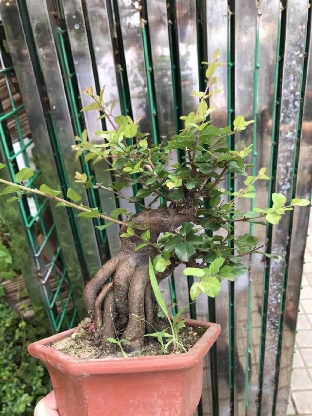 涂鸦效果图|雀梅盆景桩头的蜕变,真是越来越喜人,看盆景大师给出的涂鸦建议