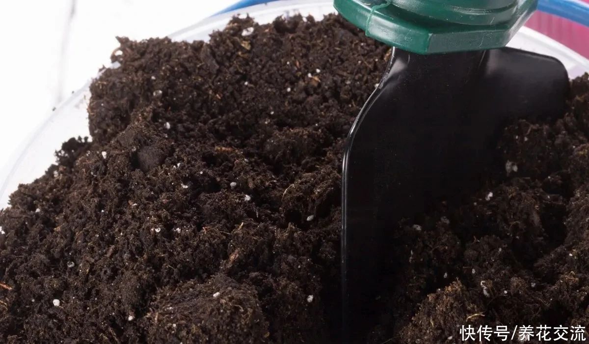 栽种|旧土养花注意4点，避免有病虫残留，有三类花不适合用旧土养