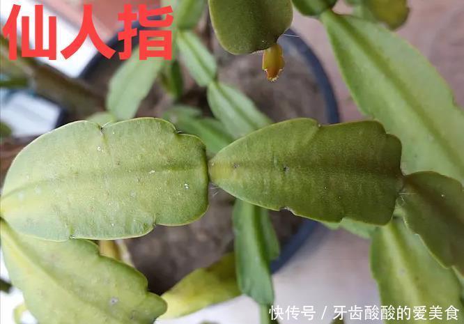 养花达人:38年前,掏家底儿买的2盆花,1盆被偷,1盆传给孙子