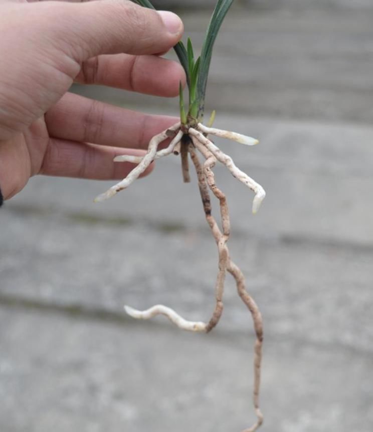  兰花|一株王氏素荷“引种苗”兰花，目前叫价“4140”，到底价值几何？