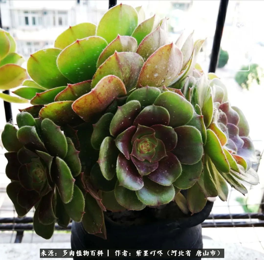 疗愈|从平凡中寻找美感,从噪杂中寻找宁静——多肉给予我的心灵疗愈!