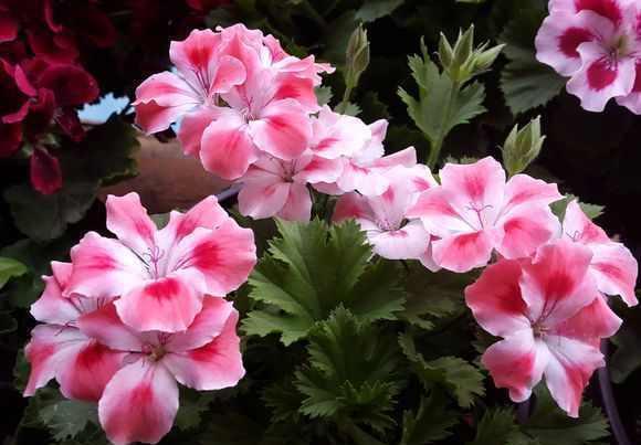 养花别老是傻傻的浇水,这样做,爆花容易