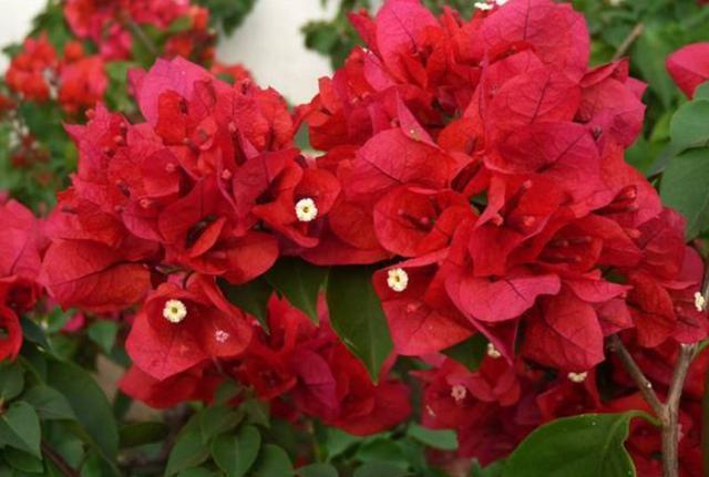 三角梅迟迟不开花,4个方法催花,2个月后就开花,又多又鲜艳