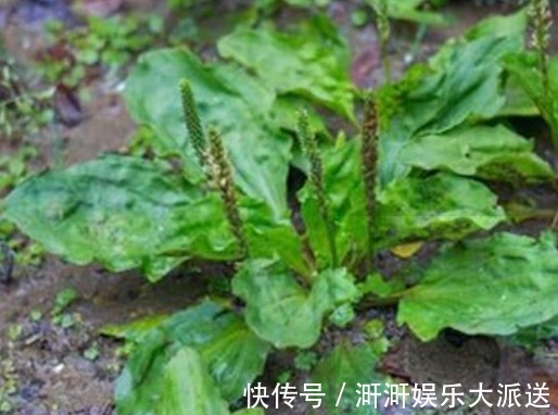 专家|车前草泡水喝到底有什么好处你清楚吗医学专家告诉你