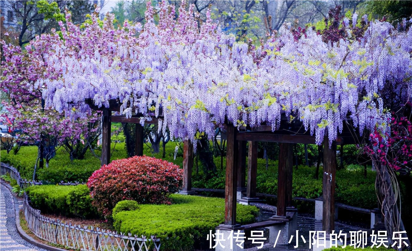 “寿命长”的11种花,好养寓意好,越养越值钱