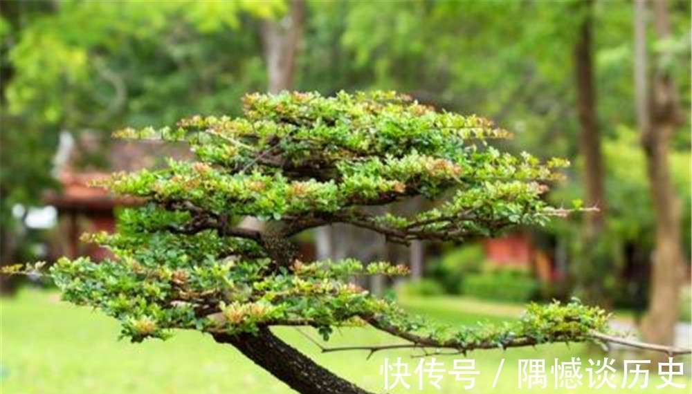 什么时候|盆景什么时候合适拿弯?一起来看看