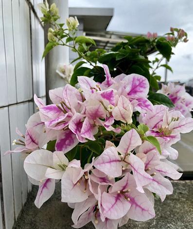 养三角梅,学4招,叶绿枝壮,花苞抢着冒,一次开成“花树”