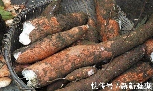 毒素|此高营养的植物却含有毒素,美国人从不碰,大家却常吃