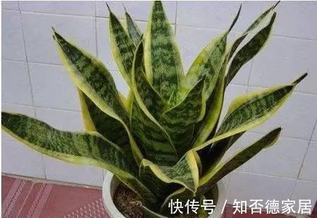 虎皮兰虎尾兰|6种绿植怎么养都不会死，怪不得这么多人喜欢