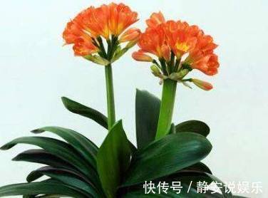 疯长|花盆里加点它,盆栽文竹、君子兰就疯长,比绿萝、吊兰美上百倍!