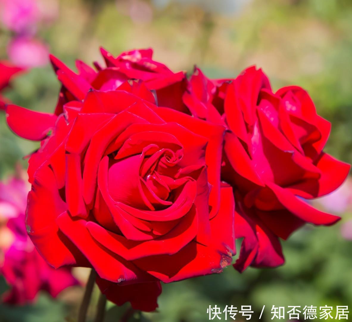 种病症|什么是月季霜霉病,又该如何做到早发现早预防?