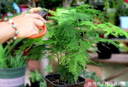 白糖|别再用“白糖”养文竹了,这5点做到位,不黄叶,还开白花