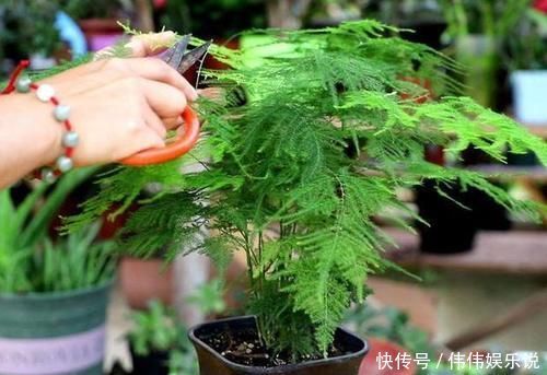 白糖|别再用“白糖”养文竹了，这5点做到位，不黄叶，还开白花