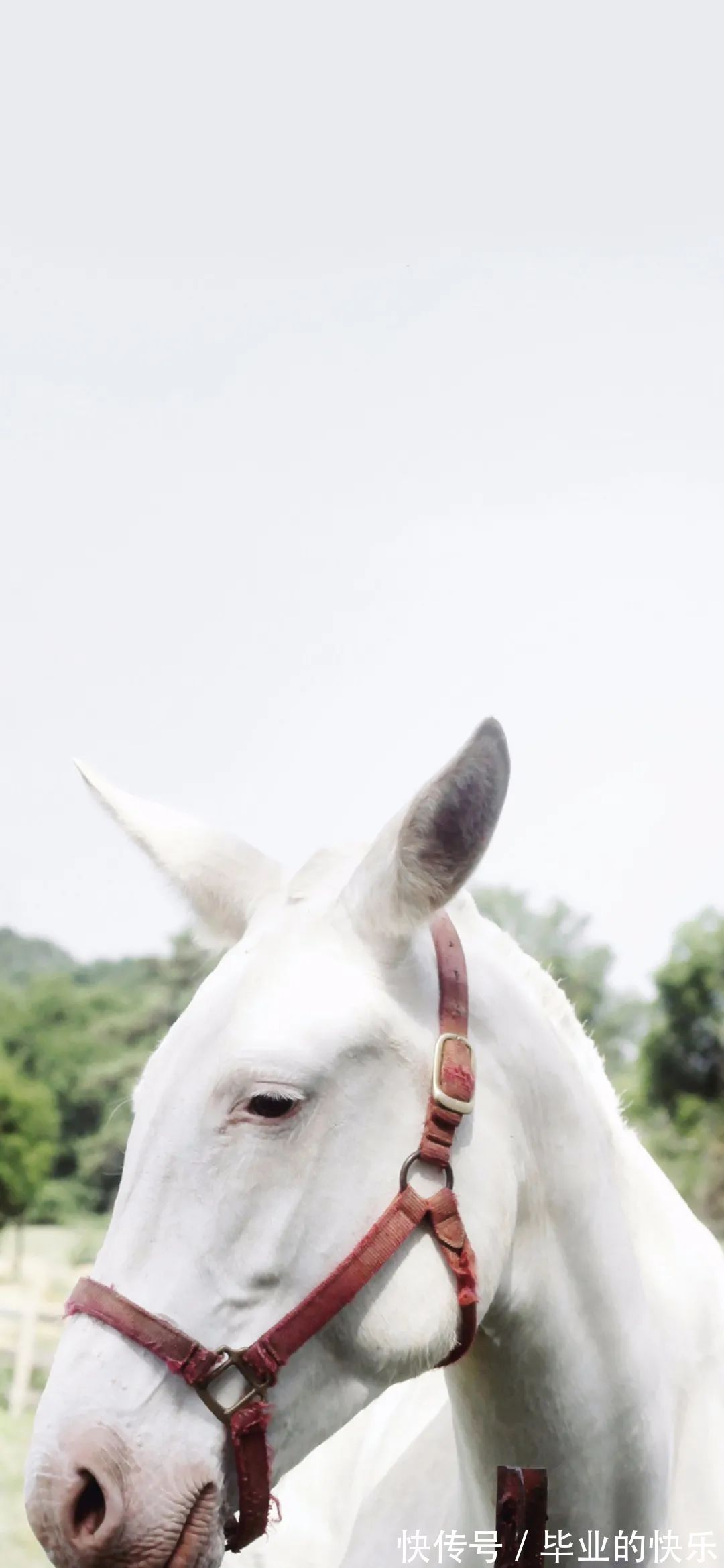 宝藏壁纸已送达请签收|就算星星碎掉了溢出来的光也很好看