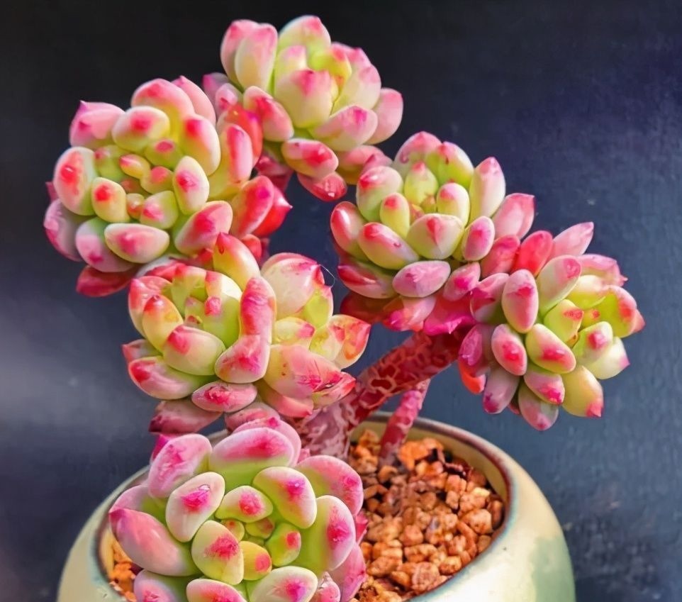 想养好多肉,要学会“虐它”,不仅不会干叶,反而植株紧凑状态美