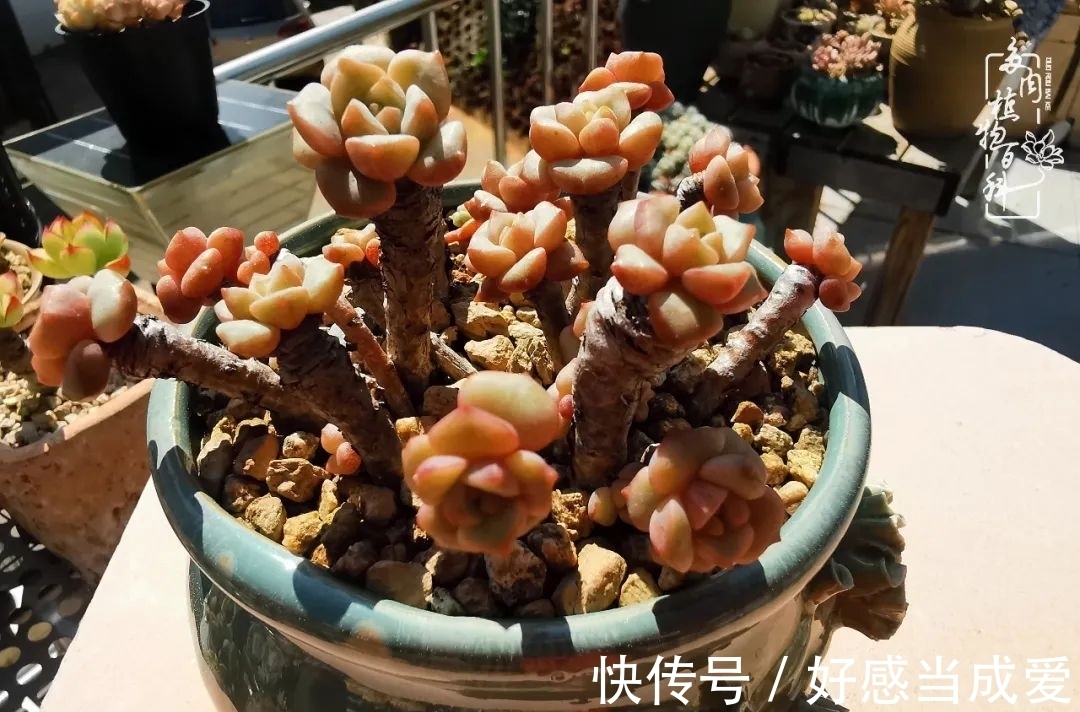 治愈之“肉”:愿所有的养肉人都被这些“胖子们”治愈