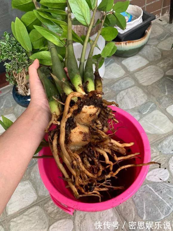 停水|花儿出现3种情况,最好尽快换盆,否则花儿危险