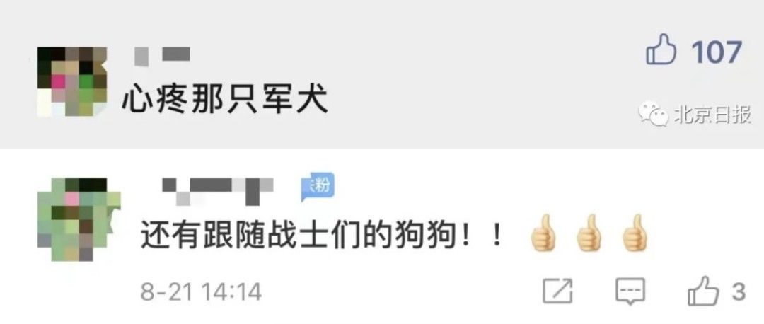 军犬|定制防蚊服,安排上了!这些细节拉满