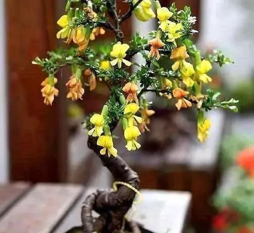 除螨|这3种盆景自带香气、可以抗菌,放在客厅最合适了