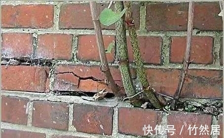 杂草|地上碰见这植物,说啥也要铲掉,不然泛滥后,损失大