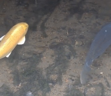 水沟|溪中三条胖鲤鱼清晰可见,钓友只看不钓,网友:真能忍,做不到啊