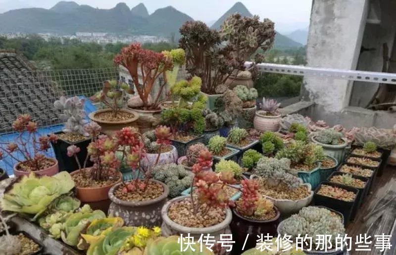 酸碱度|养花全靠1句话,这样养花保证能活
