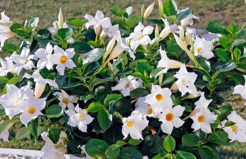 修剪|夏季养什么花？栽飘香藤，满足3条件，成就一道靓丽风景