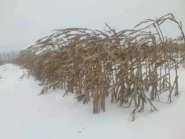 冬雪!冬雪诗词28首巧遇漫天飘早雪,吟诗唱和喜迎冬